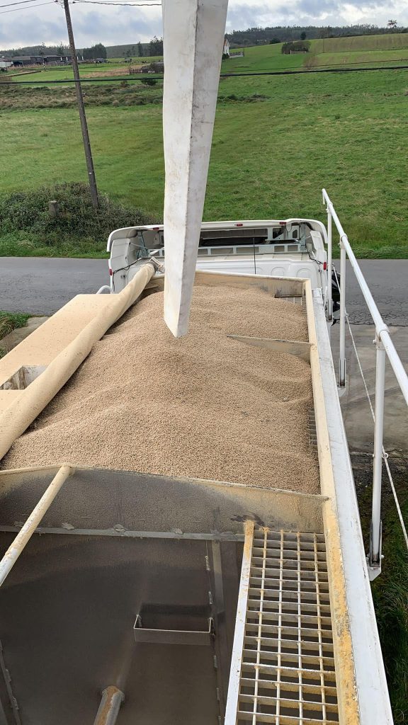 Camión durante la carga de pienso a través de una cinta transportadora en una zona rural.